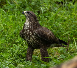 Common buzzard