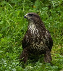 Common buzzard