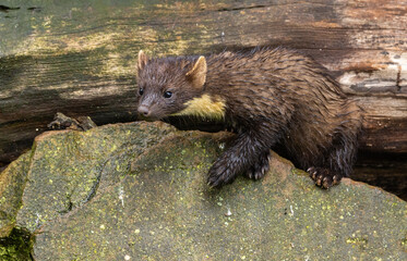 Pine marten