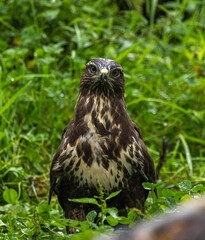 Common buzzard