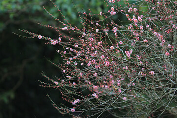 a pink blossom sukura flowers on a spring day
