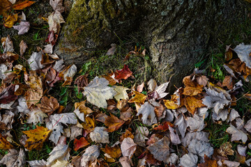 Fallen, leaves around the trunk of a tree.