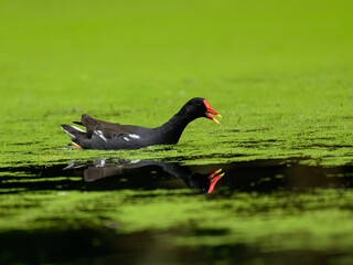 Fototapeta premium Common Moorhen or Eurasian Moorhen swimming on algae bloom pond