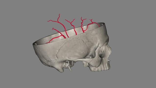 The middle cerebral artery (MCA) is a critical artery which has an extensive clinical significance .