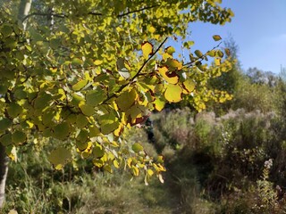 Yellow aspen leaves (Populus tremula) against blue sky in autumn time. Late afternoon sunlight glows through yellow orange and red autumn aspen leaves
