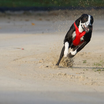 Frontview of a fantastic fast turning black and white greyhound on sand race track in Chatillon la palus, France. It's wearing a racing red coat.