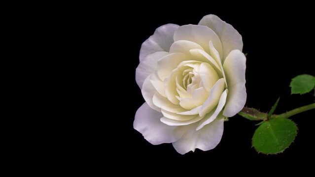 Beautiful fresh white rose opening, close up. Spa concept. Wedding, Birthday, Valentines day, Mothers day concept.