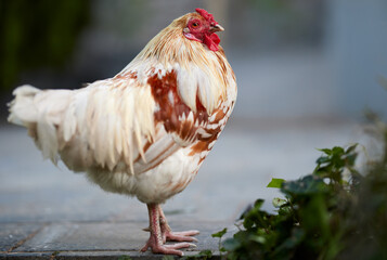 Rooster on the farm stands on terrace outdoor