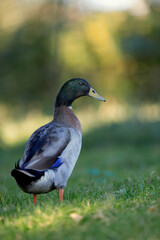 Gray brown Indian runner duck in park isolated on blurred background