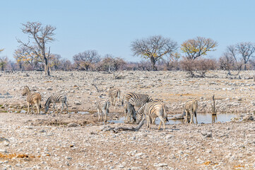 A view of a herd of Zebras drinking at a waterhole in the Etosha National Park in Namibia in the...