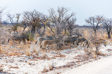 Fototapeta na wymiar A view of a herd of Zebras approaching a road in the Etosha National Park in Namibia in the dry season