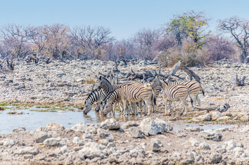 Fototapeta na wymiar A close up view of a herd of Zebras drinking at a waterhole in the Etosha National Park in Namibia in the dry season
