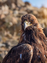 Close-up of Asian golden eagle or berkut. Head of an eagle, full face, selective focus.