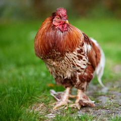 Red rooster in the grass
