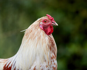 Close up of a white brown rooster