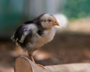 Closeup baby chicken in the farm