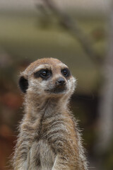 A meerkat or suricato.