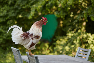 Rooster crowing standing on terrace table