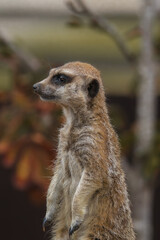 Fototapeta premium A meerkat or suricato.