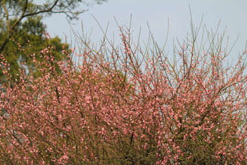 a pink blossom sukura flowers on a spring day