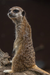 A meerkat or suricato.