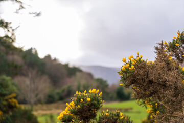 Gorse and Wicklow Mountains in the background under a cloudy sky and copy space in County Wicklow...