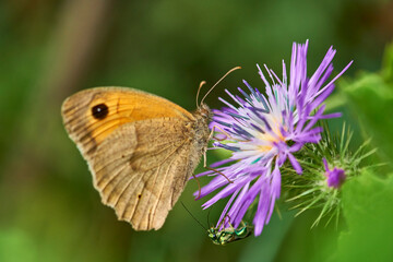 Butterfly Maniola jurtina