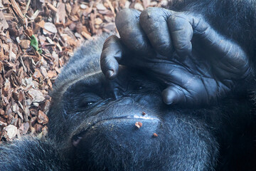 Baby gorilla resting