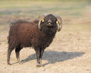 Male ouessant sheep with flehmen response