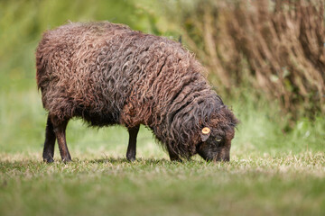 Ouessant sheep grazes on meadow