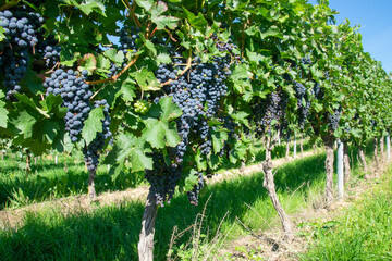 Large bunches of red wine grapes in vineyard.