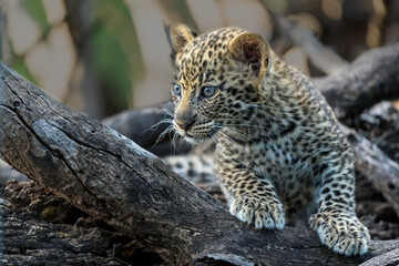 Cute Leopard cub. This leopard (Panthera pardus) cub is coming out of the den when his mother arrives -  in a Game Reserve in the Tuli Block in Botswana