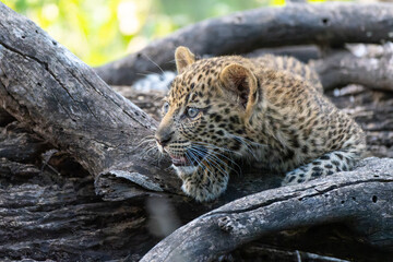 Cute Leopard cub. This leopard (Panthera pardus) cub is coming out of the den when his mother arrives -  in a Game Reserve in the Tuli Block in Botswana