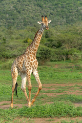 Naklejka na ściany i meble Giraffe walking in Mkuze Falls Game Reserve in Kwa Zulu Natal close to Mkuze in South Africa 