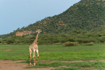 Giraffe walking in Mkuze Falls Game Reserve in Kwa Zulu Natal close to Mkuze in South Africa      - obrazy, fototapety, plakaty
