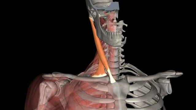 The sternocleidomastoid muscle is one of the largest and most superficial cervical muscles .