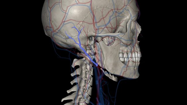 The posterior auricular vein is a vein of the head .