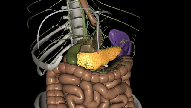 The pancreas is an organ located in the abdomen. It plays an essential role in converting the food we eat into fuel for the bodys cells