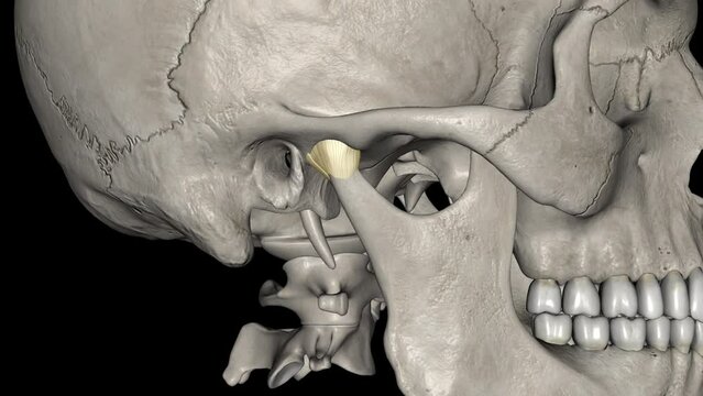 Joint capsule of the temporomandibular joint .
