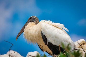 Vivid and unique stork bird