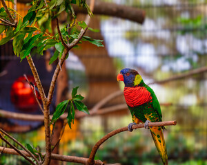 Beautiful and vivid multi-color lorikeet