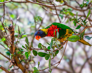 Beautiful and vivid multi-color lorikeet