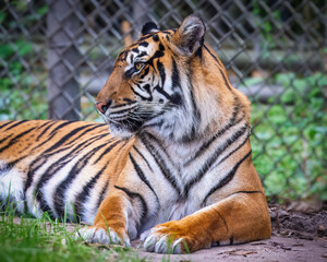 Portrait of a Bengal Tiger