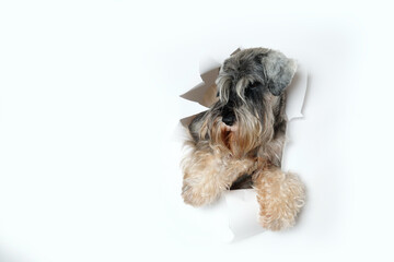 Happy miniature schnauzer dog looking through hole in white paper, pet through a hole in a white studio background