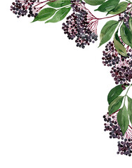 lderberry, elderflowers frame, border, bouquet. Home grown medicine plant, apothecary ingredient, healthy organic food illustration. Print, broshure, poster, postcard