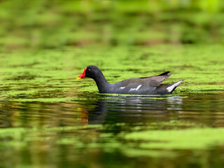 Common Moorhen or Eurasian Moorhen swimming on algae bloom pond