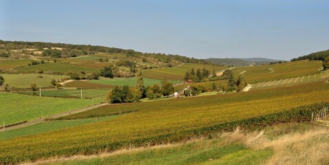 Fototapeta na wymiar Panorama de vignes en Bourgogne.