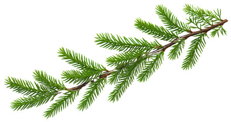Christmas tree branch. Isolated on a transparent background.