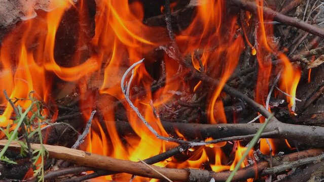 Bright fire of a small forest fire close-up