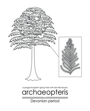 Archaeopteris, the earliest known woody tree, a Devonian period progymnosperm group tree with fern-like leaves, black and white line art illustration. Ideal for both coloring and educational purposes